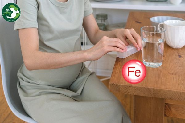 sắt bầu hấp thu cao